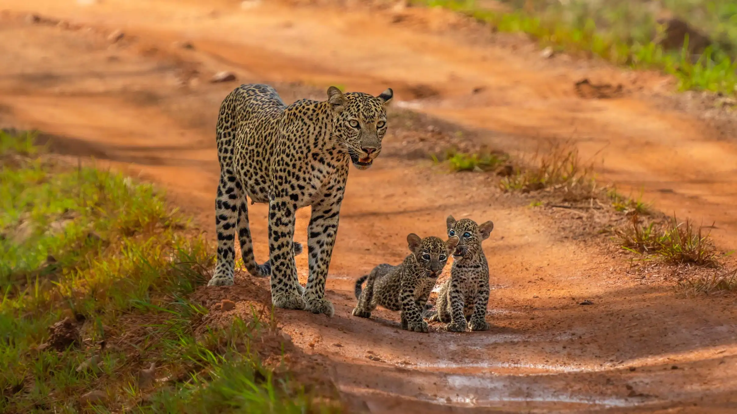 Yala Private Safari naturalist guide on a jeep safari