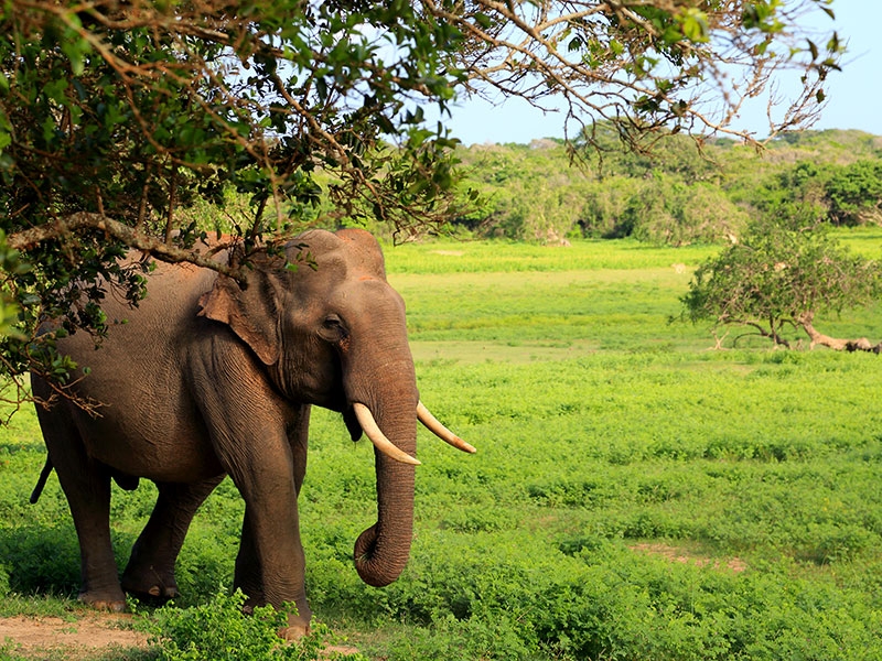 Asian Elephant