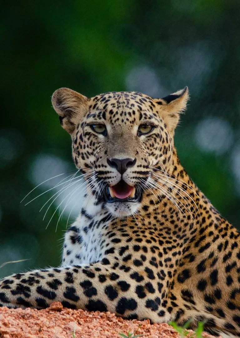Sri Lankan Leopard